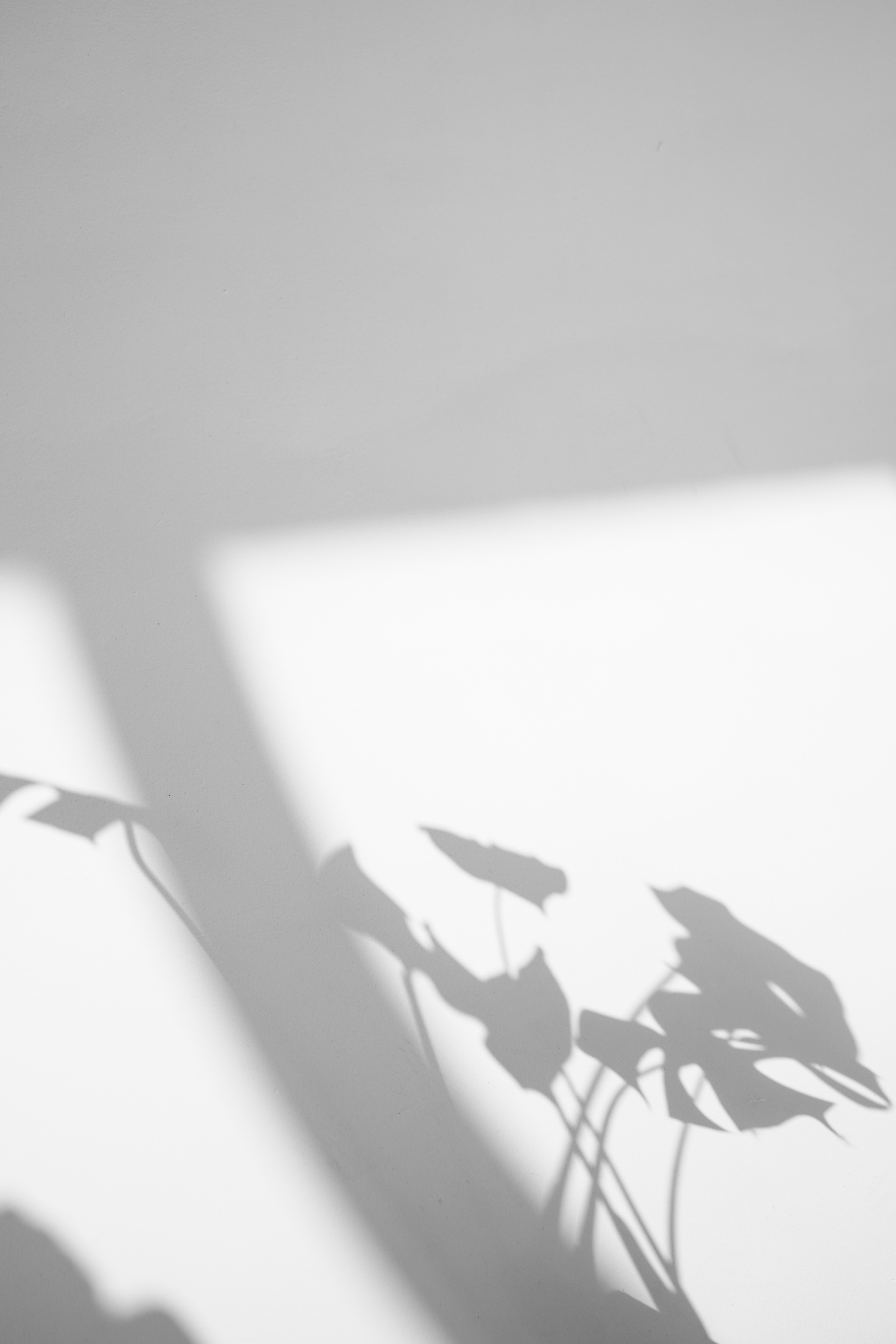 Shadow of Leaves on a Wall